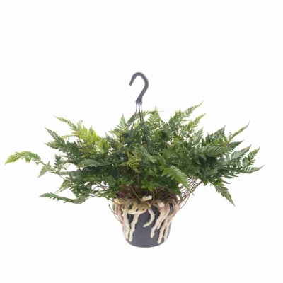 Даваллия ампельная