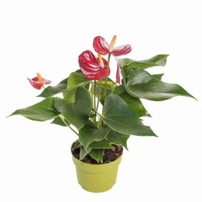 Антуриум андрианум Пикколо