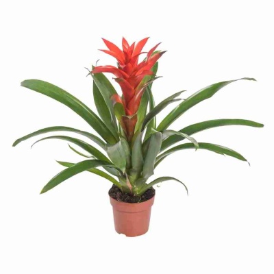 Гузмания Калипсо