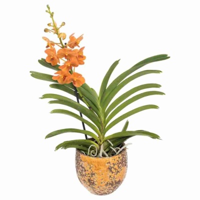 Ванда оранжевая