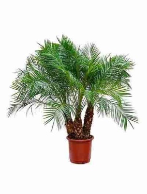 Финиковая пальма Робелена 3 ствола