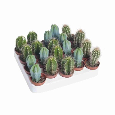 Кактус Зуил Микс 