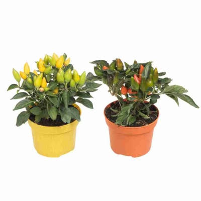 Капсикум Фаворит