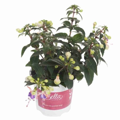 Фуксия лиловая