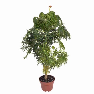 Ятрофа Мультифида