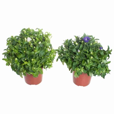 Кампанула Медиум микс