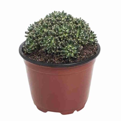 Кактус Супернова