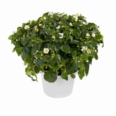 Экзакум Белый гном