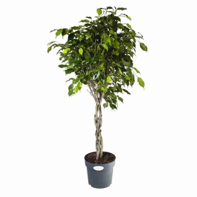 Фикус бенджамина Нитида Переплетеный