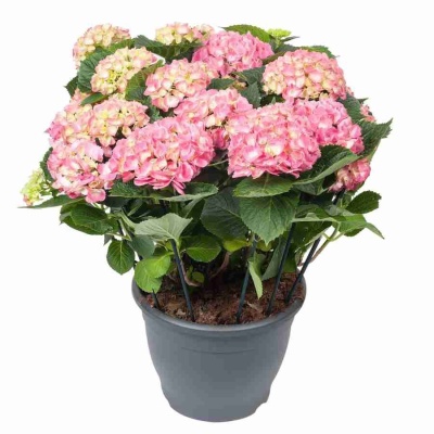 Гортензия Леммонхофф 