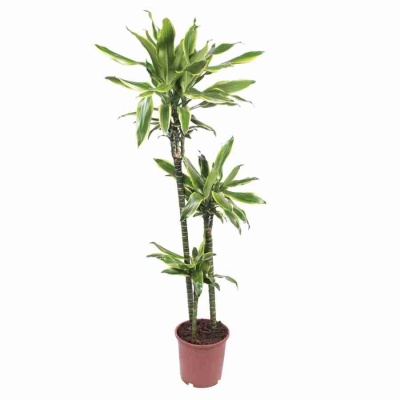 Драцена фрагранс Артуро 3 ст