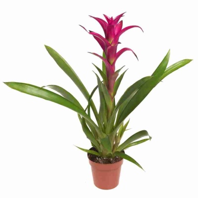 Гузмания Алерта