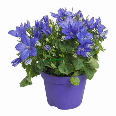 Кампанула изофилла махровая синяя