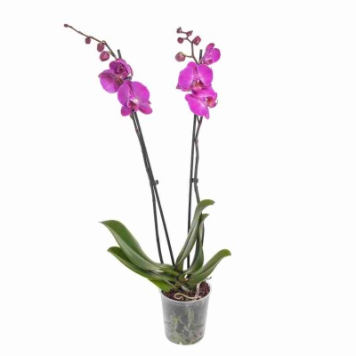 Фаленопсис Пати Тайм 