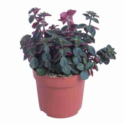 Пеперомия Пикколо Бандда