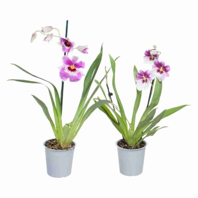 Мильтония ассорти 2 ст