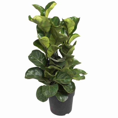 Фикус лировидный (лирата) Бамбино 3 ст