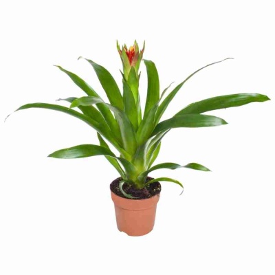 Гузмания Торч