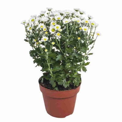 Хризантема Мадиба Линди Белая