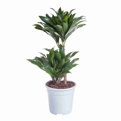 Драцена фрагранс Компакта 2 ст