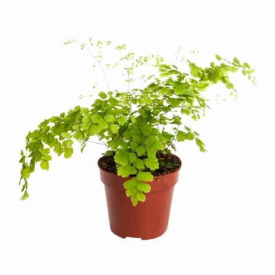 Адиантум Фрагранс
