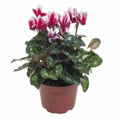 Цикламен Снежная горка