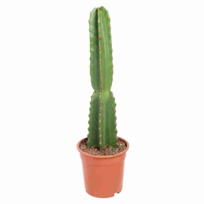 Цереус ямакару