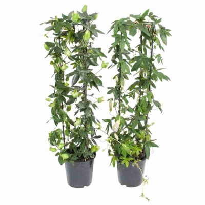 Пассифлора Микс цилиндр