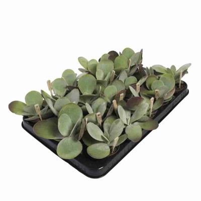 Денежное дерево