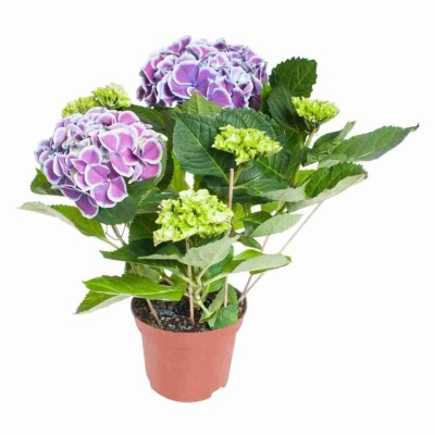 Гортензия Бавария виолет