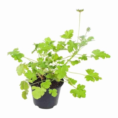 Пеларгония душистая