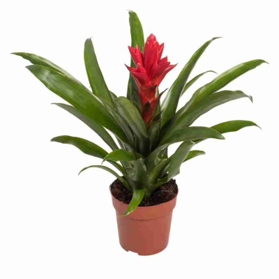 Эхмея Розанна Элегант красная