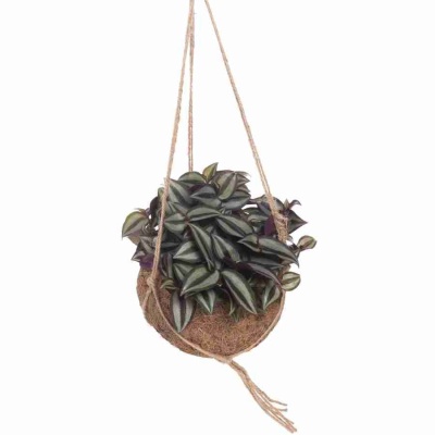 Традесканция Зебрина ампельная