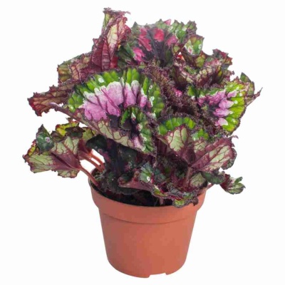 Бегония рекс Африкан Виолет