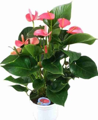 Антуриум Андрианум Чемпион Розовый