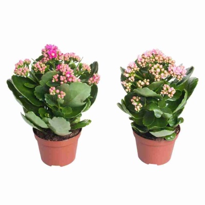 Каланхоэ каландива розовое