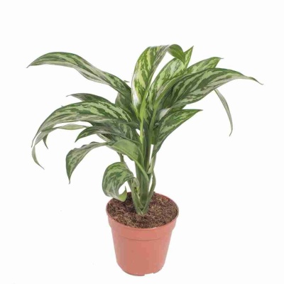 Аглаонема Лилиан