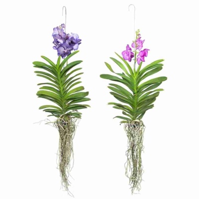 Ванда микс ампельная