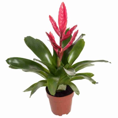 Вриезия Стрим розовая