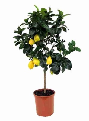 Лимонное дерево
