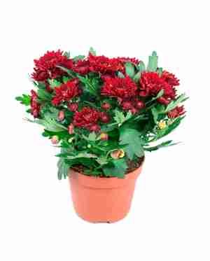 Хризантема Красная Тобаго