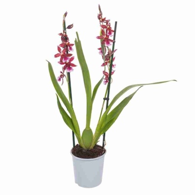 Камбрия Барокко 2 ст