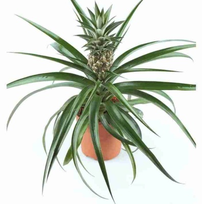 Ананас Чампака