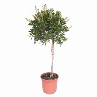 Каллистемон штамбовый