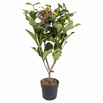 Мединилла Флоринилла Белла