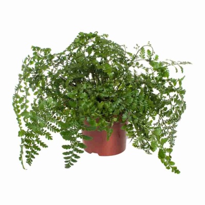 Асплениум Парвати