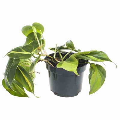 Филодендрон Скандерс Бразил