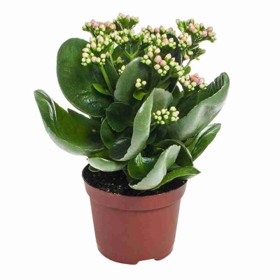 Каланхоэ каландива микс тисенто