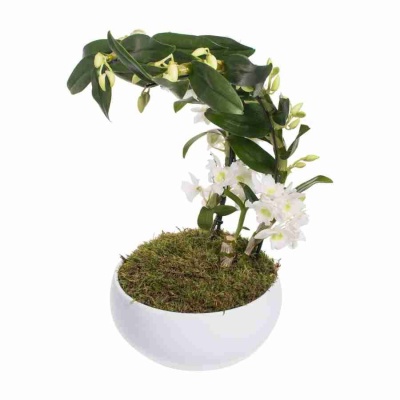 Дендробиум нобиле Белый бумеранг 2 ст