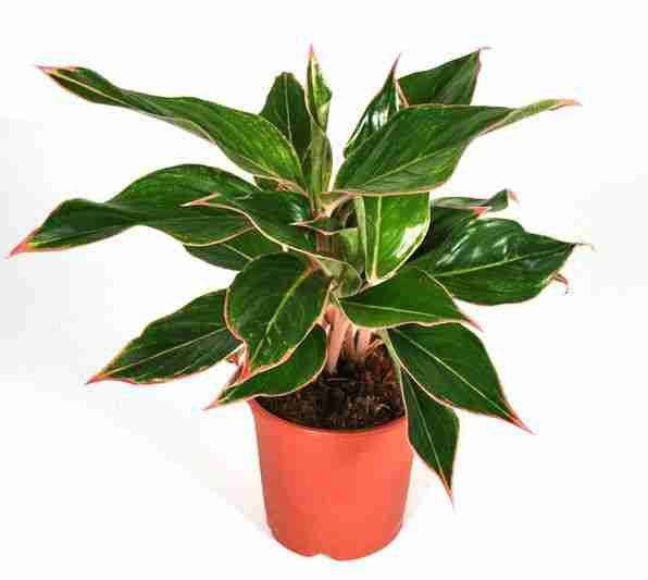 Аглаонема Тайволи